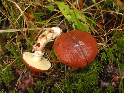 Полевые грибы – Одерихино
