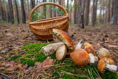 В белорусских лесах находят уже и маслята — необычно рано