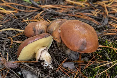 Масленок неокольцованный, Suillus collinitus - Грибы Средней Полосы