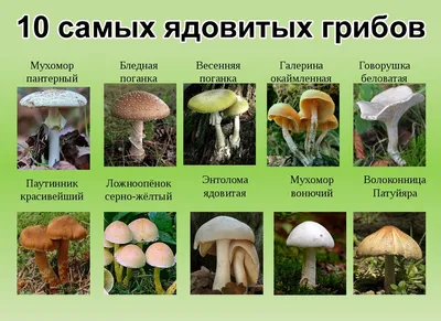 Примеры съедобных и несъедобных грибов - 50 фото