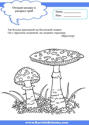 Съедобные грибы, их виды, польза и вред