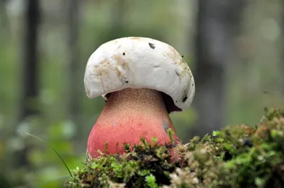 Сатанинский гриб - Boletus satanas | Грибы