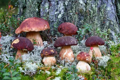 Редкий гриб быстро распространяется в Шварцвальде – DW – 