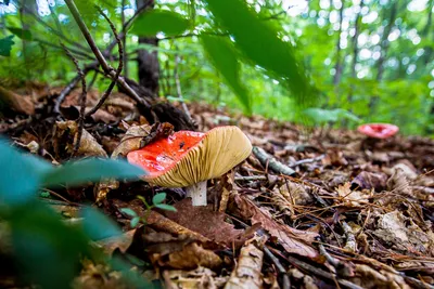 семена грибов, мицелий грибов Гавриш 28420604 купить в интернет-магазине  Wildberries