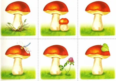 Белый гриб: карточка Домана | скачать или распечатать