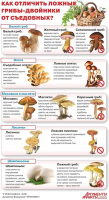 Отличить ложные грибы от съедобных | Рецепты для кемпинга, Грибы, Дикие  грибы