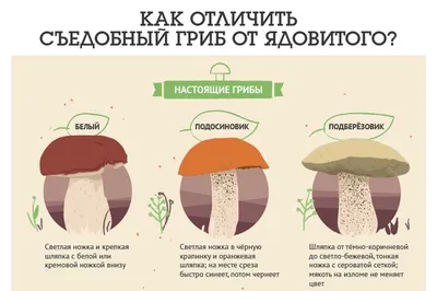 Опасные грибы-двойники. Как отличить настоящие опята от ложных | Продукты и  напитки | Кухня | Аргументы и Факты