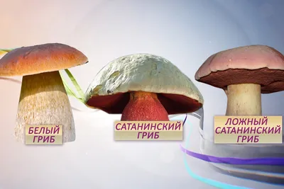 Что такое "грибы-двойники" и для чего они нужны природе? : Включи настроение