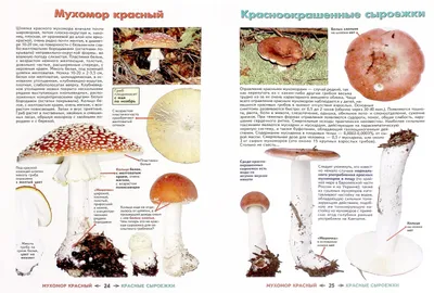 Грибы-двойники: как отличить съедобный вид от ядовитого?