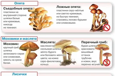 Как отличить ложные грибы-двойники от съедобных грибов - РИА Новости,  