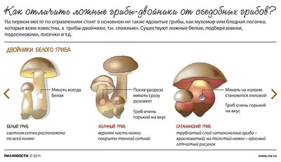 Опасные близнецы. Как отличить ложные грибы-двойники от съедобных? |  ЗДОРОВЬЕ | АиФ Новосибирск