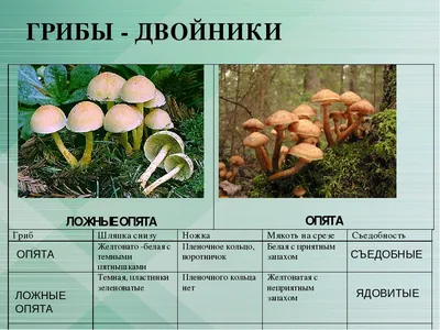 Миколог объяснил, почему в средней полосе растет число ядовитых грибов -  Газета.Ru