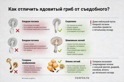 Самые собираемые съедобные грибы, имеющие ядовитых или несъедобных двойников.  Сравнительные таблицы - Вишневский Михаил Владимирович - Samye sobiraemye  s'edobnye griby, imeiushchie iadovitykh ili nes'edobnykh dvoinikov.  Sravnitel'nye tablitsy ...