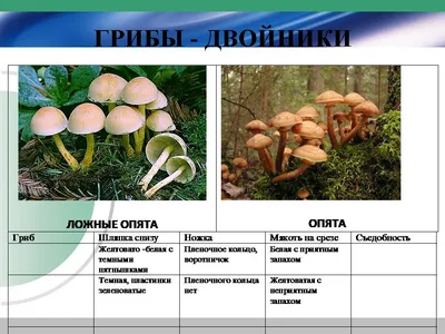 Проспект Самые собираемые съедобные грибы, имеющие ядовитых или несъедобных  двойников. Сравнительные таблицы