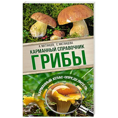 Россиянам рассказали, как отличить съедобные грибы от их ядовитых «двойников »