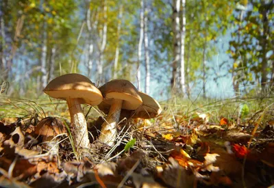 Самые красивые грибы в мире: Фото, факты, описание | Грибы, Природа