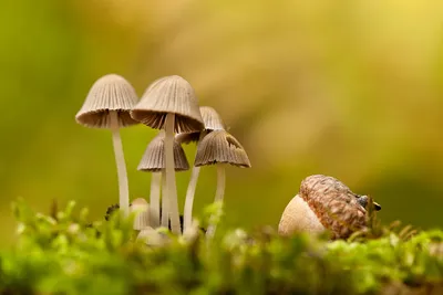 Когда собираешь только те грибы, которые красивые. Белые грибы, красиво и  точка | Пикабу