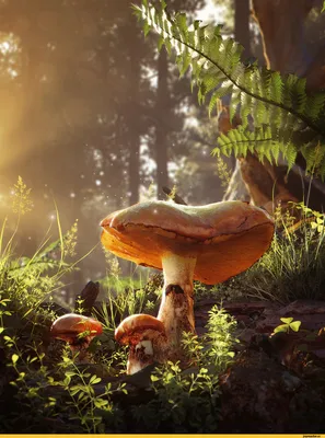 Самые красивые грибы на свете ￼» — создано в Шедевруме