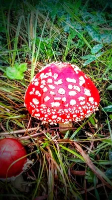 Самые красивые грибы в мире. - YouTube