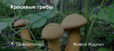 картинки : группа, Красный, Грибок, Грибы, Поганцы, Amanitamuscaria,  Redfungi, Агаризованный, Больлет, Flyagric, Агарикус, Matsutake, Съедобный  гриб, Лекарственный гриб, Agaricaceae, Гроздь булочек 2400x1571 - - 178035  - красивые картинки - PxHere