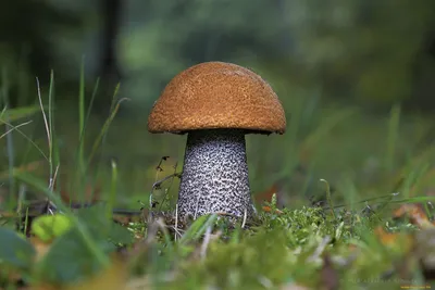 Огромный гриб-мутант нашли в Ленинградской области