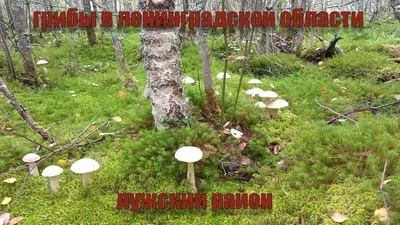 Где собирать грибы в СПб и Ленобласти? Список самых «рыбных» мест