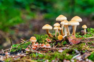 В Ленинградской области выросли шарообразные грибы из Красной книги | Blog  Fiesta