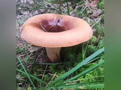 В заповеднике Ленобласти обнаружили редкие виды грибов