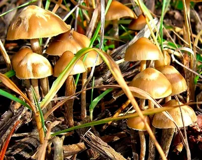 Психоделики «священных грибов» будет продуцировать кишечная палочка
