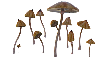 Грибы Психоделический Cubensis - Бесплатное изображение на Pixabay - Pixabay