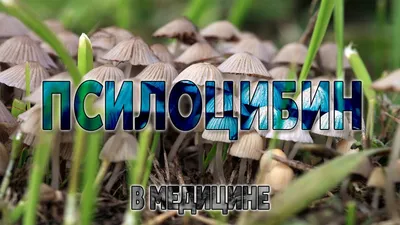 Митоспоровые грибы (44 фото) - 44 фото