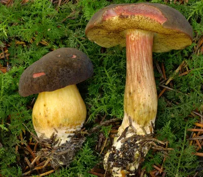 Моховик бархатный (Xerocomellus pruinatus) - Picture Mushroom