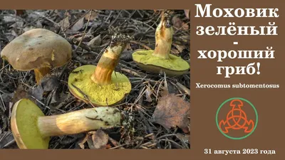 Моховик пёстрый (Xerocomellus chrysenteron) - YouTube