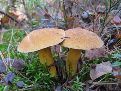 Hortiboletus (Xerocomus) rubellus, Моховик красный