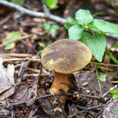 Моховик тёмно-коричневый (Xerocomus ferrugineus) – Грибы Сибири