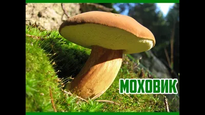 Hortiboletus (Xerocomus) rubellus, Моховик красный