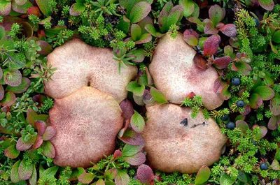 Вячеслав Степанов: Грибы Калужской области -Моховик бархатный (Xerocomus  pruinatus)