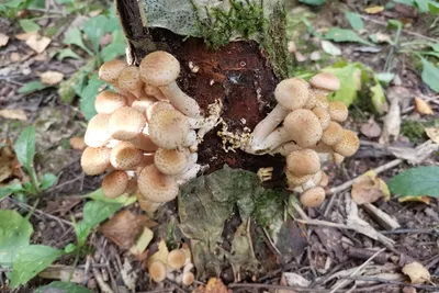 На пне растут грибы опята …» — создано в Шедевруме