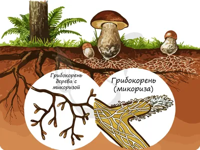 Штаммы-«камикадзе» и ошибки, стоящие паразитам жизни