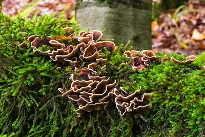 Ржавчинные грибы-паразиты | Идеальный сад | Дзен