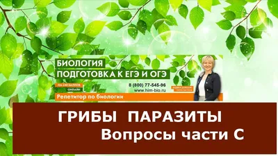 Колорадского жука убивают грибы-паразиты — ученые СО РАН