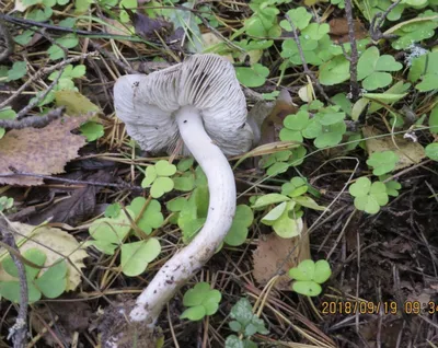 Подзеленки (Tricholoma portentosum), грибы замечательного вкуса! - YouTube