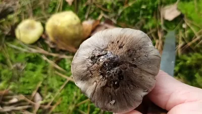 Сравнение подзеленки (рядовка серая, Tricholoma portentosum) и грибов  мышата (Tricholoma terreum) - YouTube