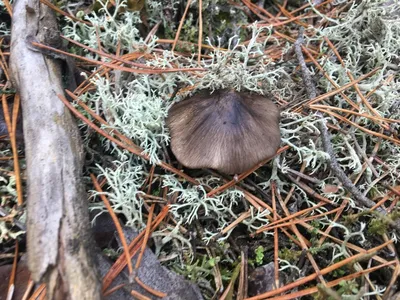 Подзелёнка (Tricholoma portentosum) фото и описание