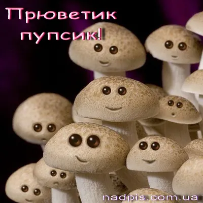 Токсичный гриб | Грибы, Мемы, Руководства