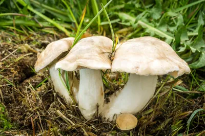 Рядовка майская (Calocybe gambosa) - Picture Mushroom