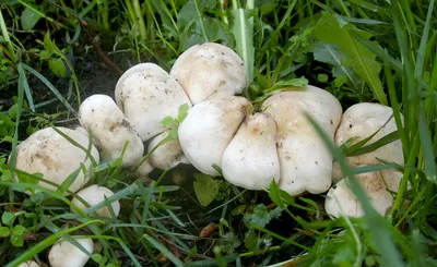 Рядовка: описание гриба, где растет, виды, съедобность, как отличить от  ядовитого