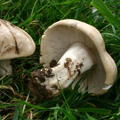 Рядовка майская (Calocybe gambosa) – Грибы Сибири