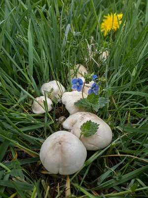 Весенние грибы. Рядовка майская (Calocybe gambosa). Где растут, как найти,  как узнать - YouTube