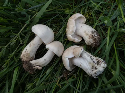 Рядовка майская (Calocybe gambosa) - грибы России